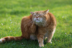 house cat