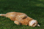 lying house cat