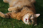 lying house cat