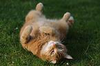 lying house cat