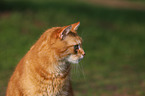 lying house cat