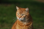 lying house cat
