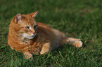 lying house cat