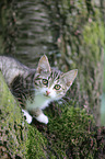 young house cat