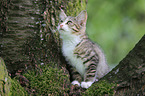 young house cat