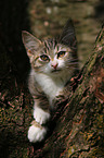 young house cat