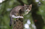 young house cat