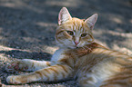 lying house cat