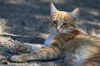 lying house cat