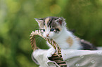 kitten