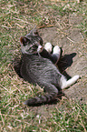 young cat
