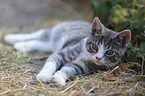 young cat