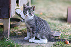 young cat