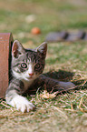 young cat