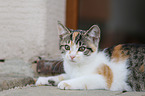 young cat