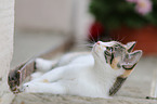 young cat