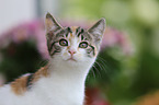 young cat
