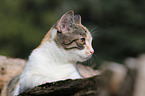young cat