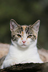 young cat