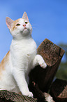 young cat