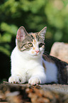 young cat