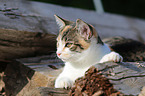 young cat