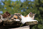 young cat