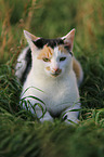 lying cat