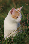 young cat