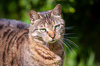 domestic cat