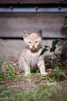 Kitten