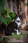 Kitten