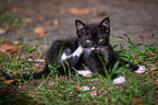 Kitten