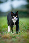 domestic cat