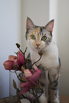 sitting cat