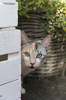 cat portrait