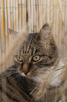 cat portrait