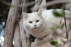 lying cat