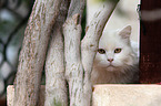 cat portrait