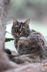 lying cat