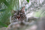 cat portrait