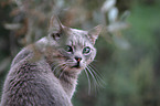 cat portrait