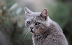 cat portrait