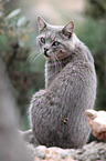 sitting cat