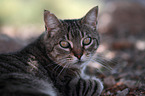 cat portrait