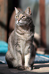 sitting cat