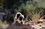 walking cat