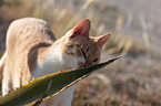 cat portrait