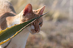 cat portrait
