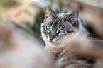 cat portrait